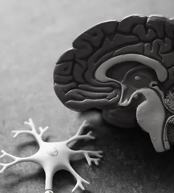 human-brain-toy
